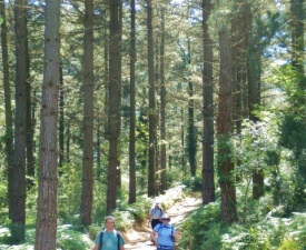 Jose leads the way out of the forest